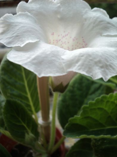 DSC06832 - GLOXINIA - 2013