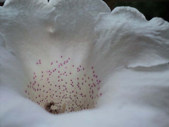 DSC06834 - GLOXINIA - 2013