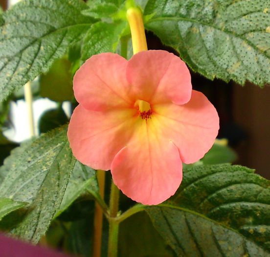 Sweet and Sour - 0 Achimenes