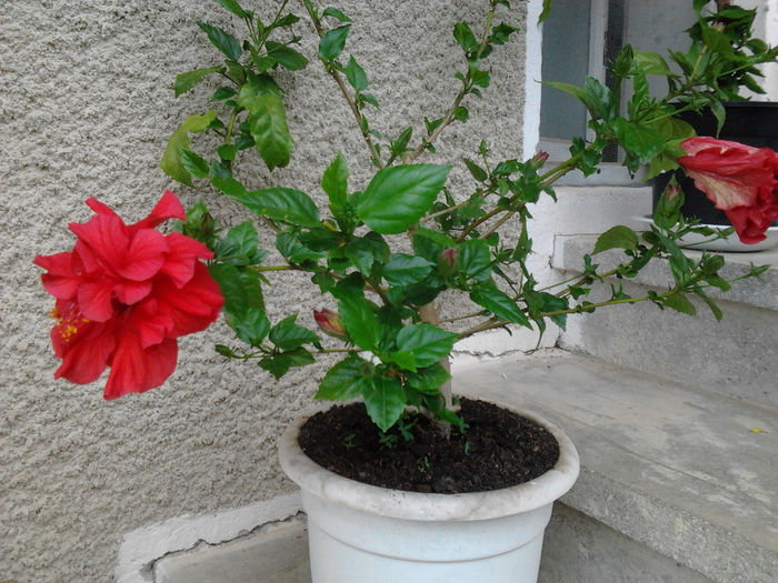 Fotografie0206 - Hibiscus Clasic Red