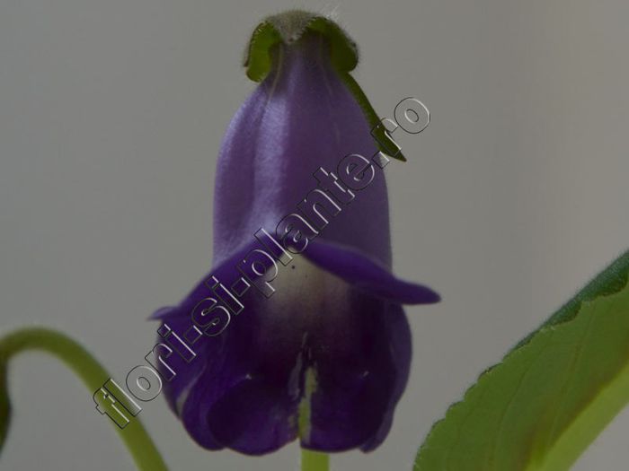 Sinningia Luci s Spots on Ametist Bell - GLOXINIA_SINNINGIA - Hibrizii mei -My hybrids