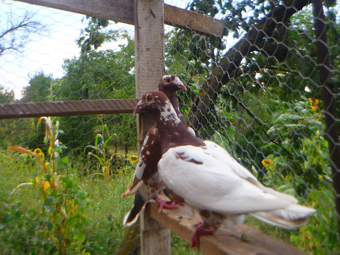 P1060207 - meulemans august 2013