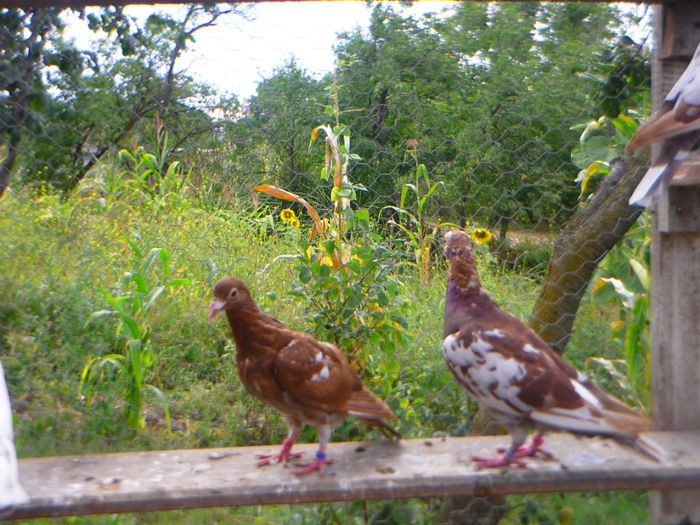 P1060239 - meulemans august 2013