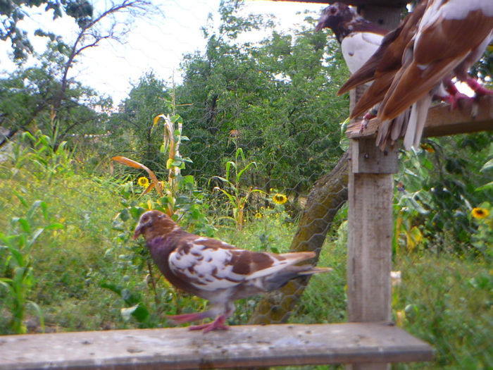 P1060244 - meulemans august 2013