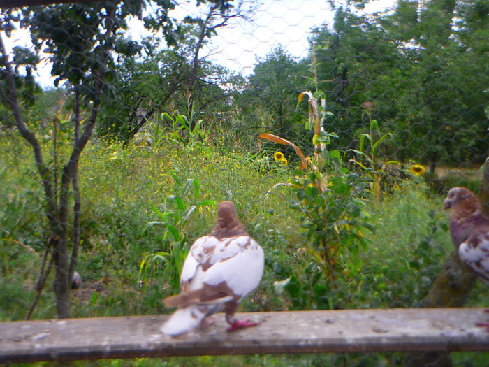 P1060246 - meulemans august 2013