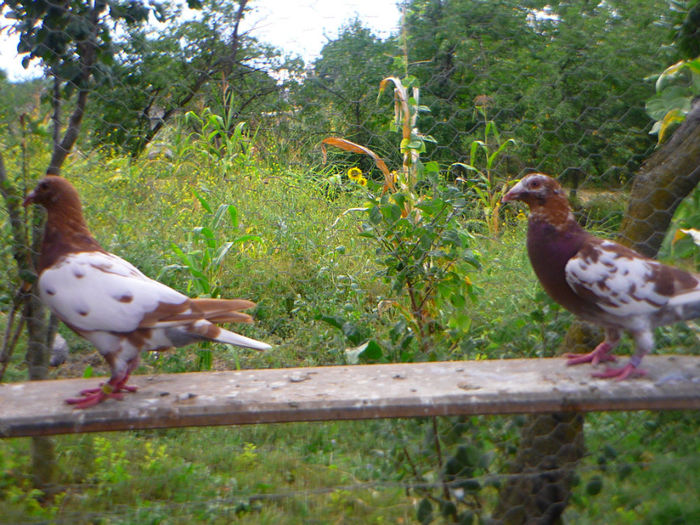 P1060249 - meulemans august 2013