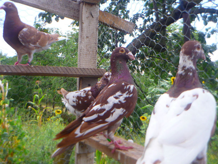 P1060266 - meulemans august 2013