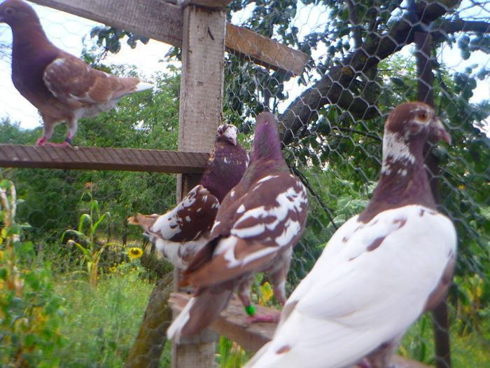 P1060268 - meulemans august 2013