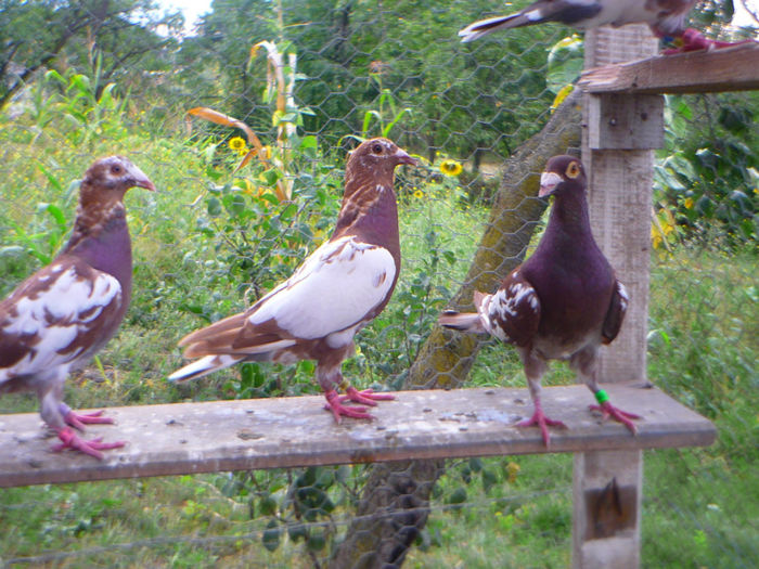 P1060276 - meulemans august 2013