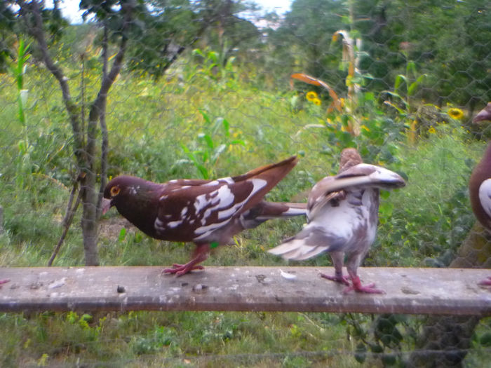 P1060280 - meulemans august 2013