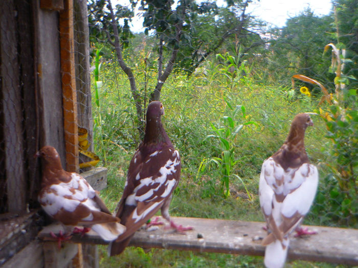 P1060285 - meulemans august 2013