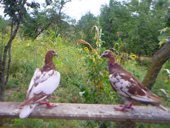 P1060302 - meulemans august 2013