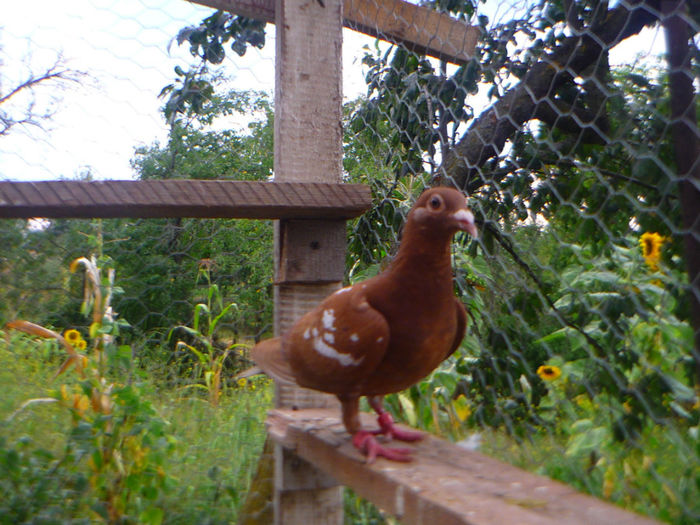 P1060324 - meulemans august 2013