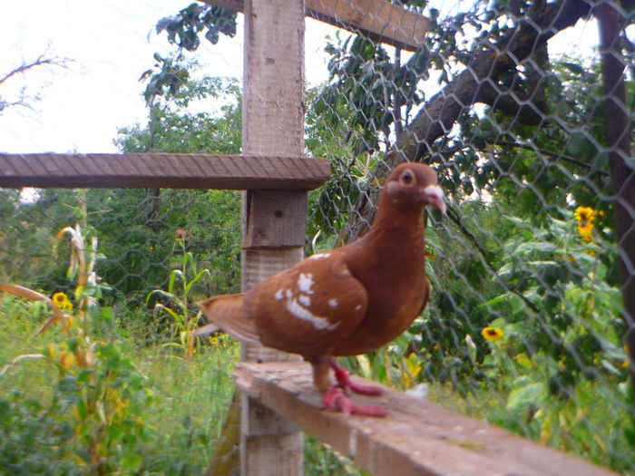 P1060325 - meulemans august 2013