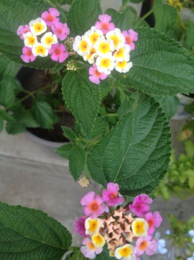 IMG_3435 - Lantana