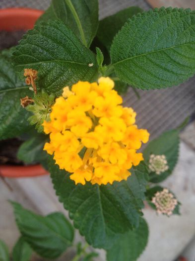 IMG_3439 - Lantana