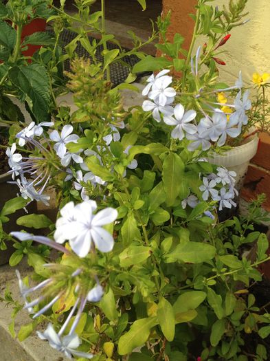 IMG_3447 - Plumbago