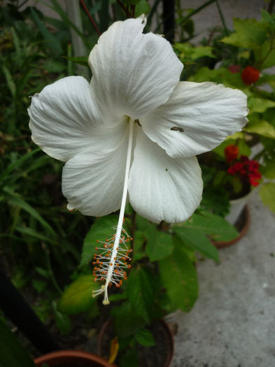 Fijian Hibiscus - Dainty White