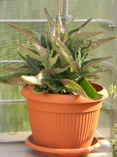 DSCN6931; BRYOPHYLLUM DAIGREMONTIANUM (KALANCOE DAIGREMONTIANUM) - DEVIL ,S BACKBONE
