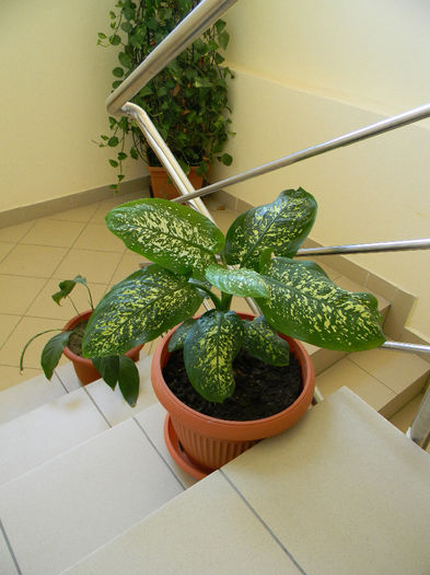 DSCN6916; DIEFFENBACHIA PICTA EXOTICA.
