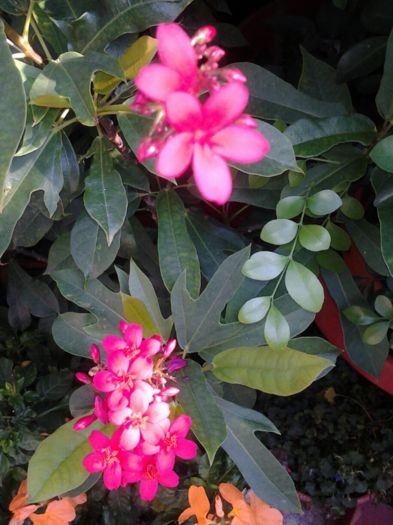 jatropha integerrima; jartopha
