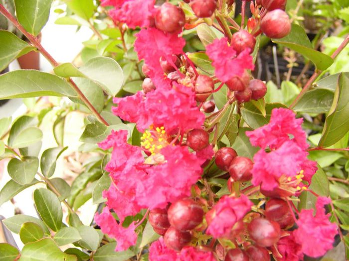 Lagerstroemia Red Imperator