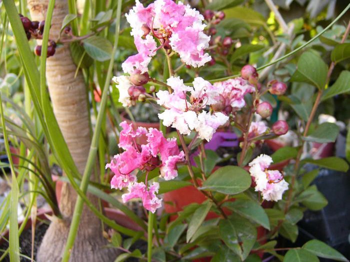 Lagerstroemia Berlingot Menthe - Alte plante