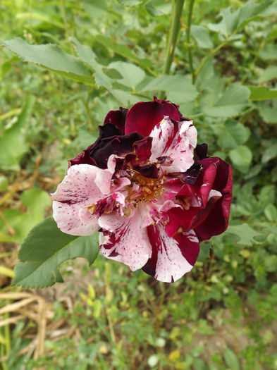 15.08.2013 (149) - trandafiri 15 august 2013