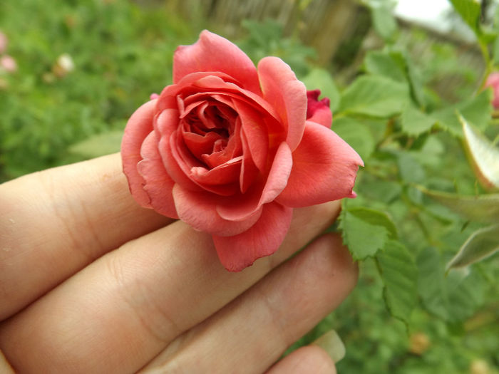 15.08.2013 (154) - trandafiri 15 august 2013