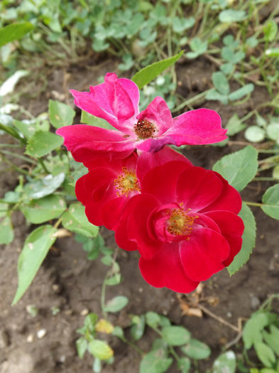 15.08.2013 (163)
