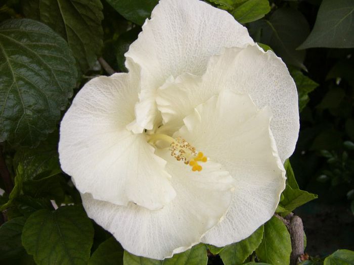Byron Metts - Hibiscus