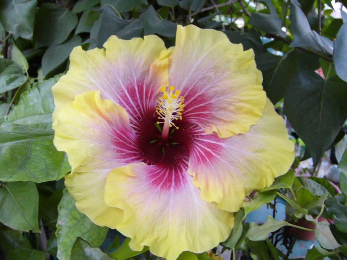 Tahitian Queen