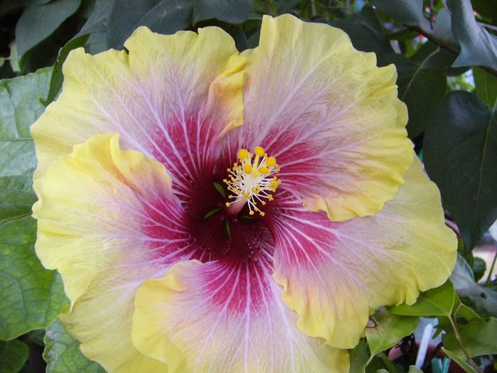 Tahitian Queen