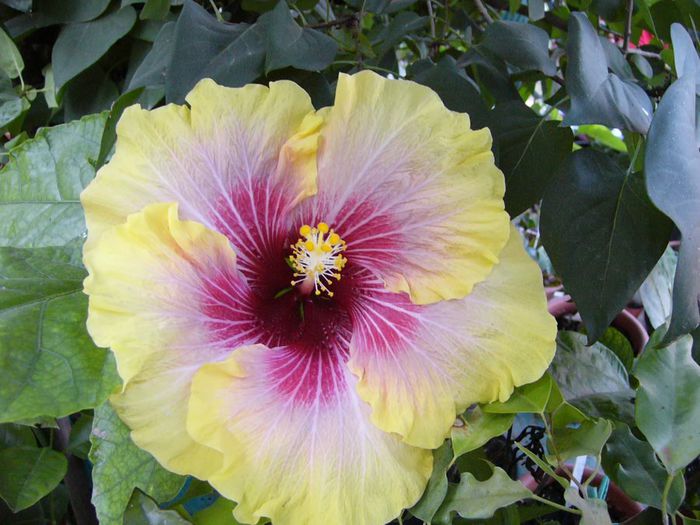 Tahitian Queen - Hibiscus