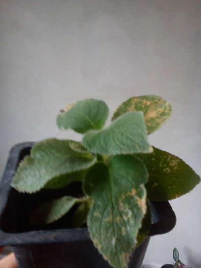 Kohleria - Recent cumparate de la Dianadia