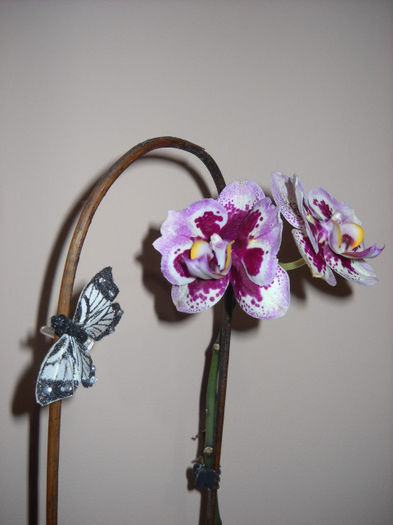15.08.013 - Orhideea - Phalaenopsis-Cambria