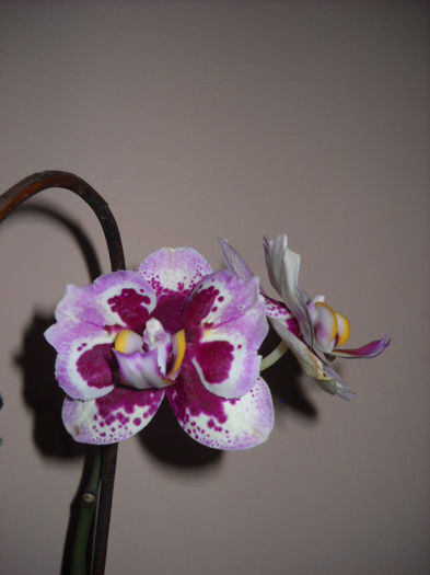 Tigrata - Orhideea - Phalaenopsis-Cambria