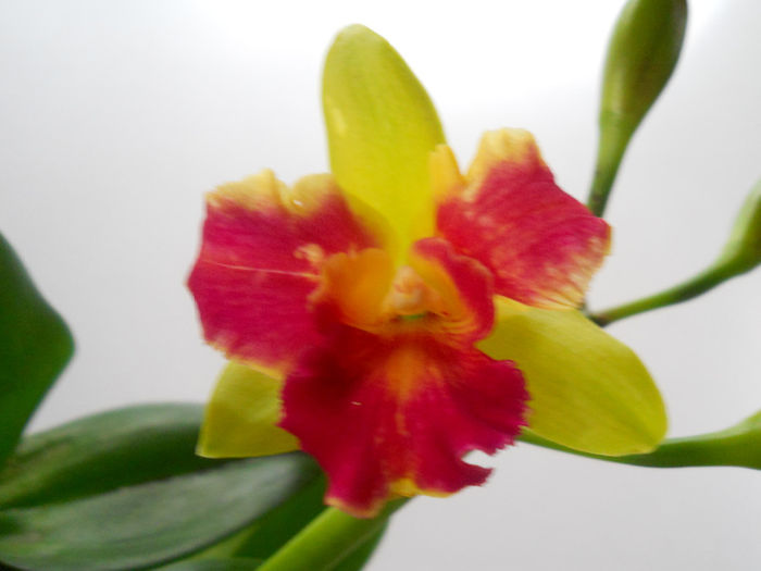 029 - cattleya