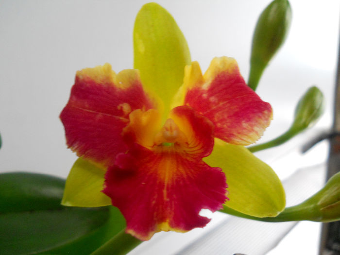 032 - cattleya