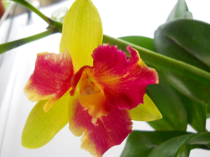 036 - cattleya