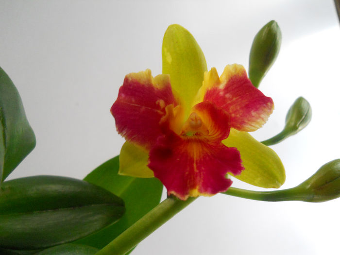 037 - cattleya