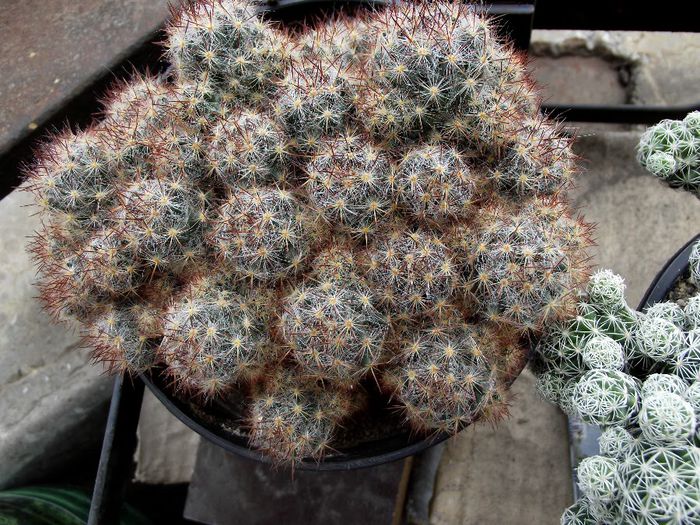 cactus