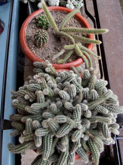 cactusi 1