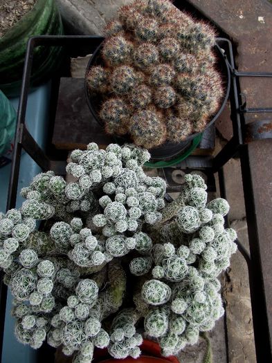 cactusi 2
