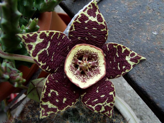 stapelia 2 - Cactusi si suculente