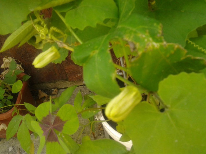alti boboci,,, - Passiflora 2013