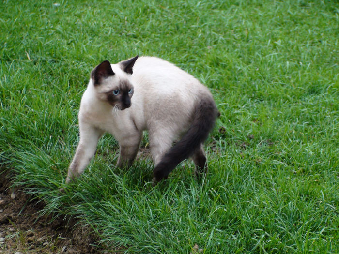 DSC00186 - b-fiara