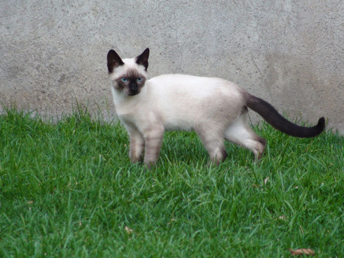 DSC00195 - b-fiara