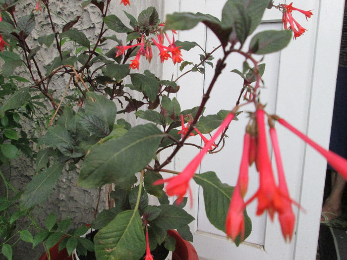 fuchsie - flori august 2013