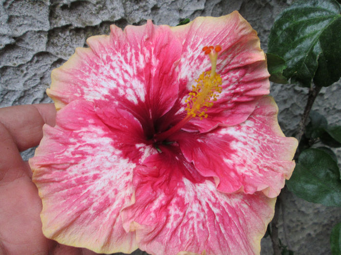 hibiscus - flori august 2013